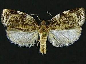 Lozotaenia exomilana