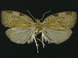 Lozotaenia rindgei