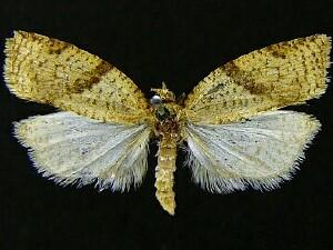 Clepsis fucana