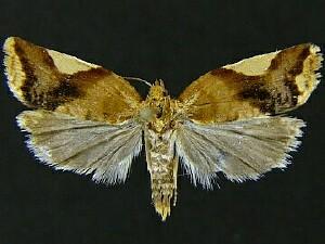 Clepsis persicana