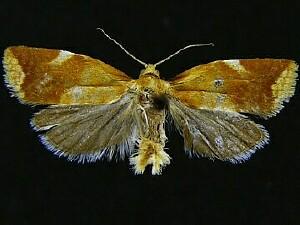 Clepsis persicana