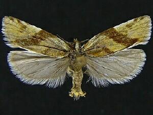 Clepsis moeschleriana