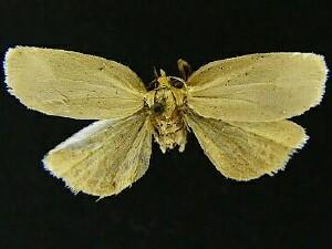 Clepsis flavidana