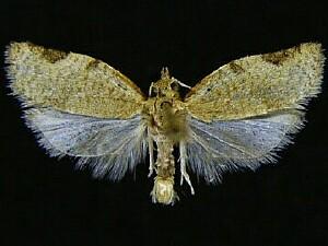 Clepsis virescana