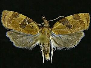 Cenopis diluticostana