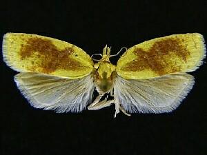 Cenopis karacana