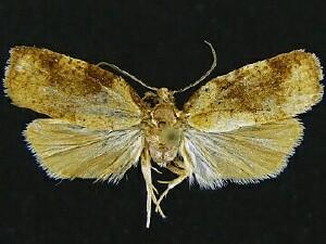 Cenopis eulongicosta