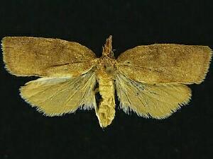 Cenopis eulongicosta