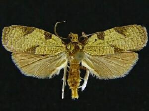 Cenopis directana