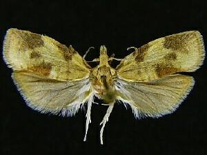 Cenopis saracana