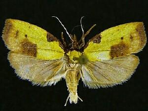 Cenopis lamberti