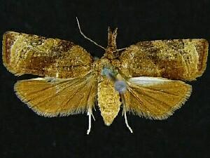 Platynota flavedana