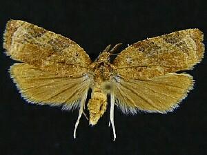 Platynota flavedana