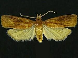 Platynota calidana