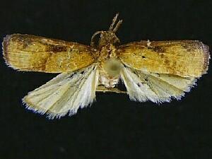 Platynota calidana