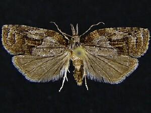 Platynota idaeusalis