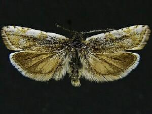 Synnoma lynosyrana