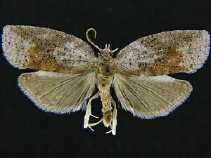 Amorbia humerosana