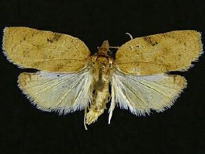 Amorbia emigratella