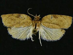 Amorbia emigratella