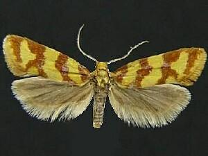 Aethes rutilana