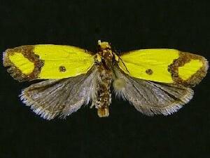 Agapeta zoegana