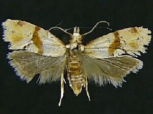 Cochylis caulocatax