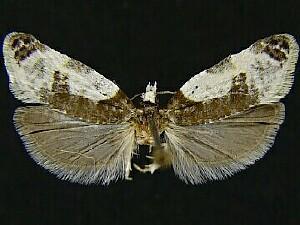 Henricus fuscodorsana