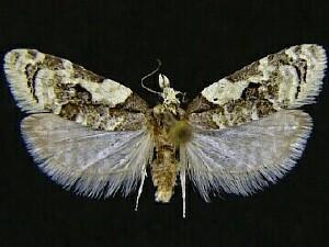 Henricus infernalis