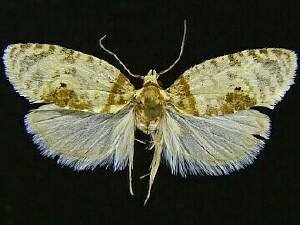 Henricus umbrabasana