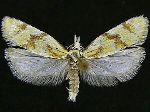 Phtheochroa aureoalbida