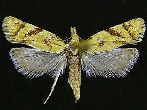 Phtheochroa aureoalbida