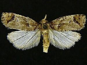 Phtheochroa baracana