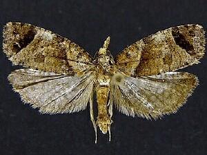 Phtheochroa birdana