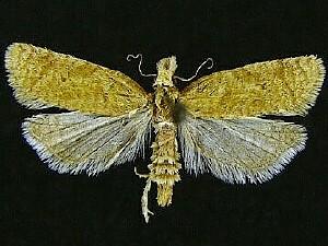 Phtheochroa fulviplicana