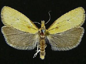 Phtheochroa fulviplicana