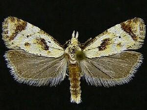 Phtheochroa fulviplicana