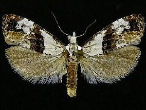 Phtheochroa huachucana