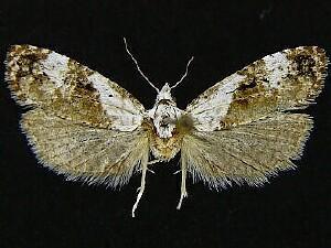 Phtheochroa huachucana