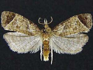 Phtheochroa terminana