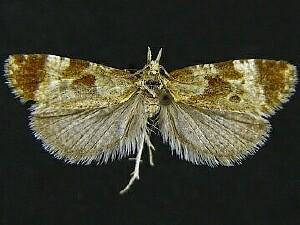 Phtheochroa vulneratana of authors