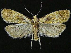 Phtheochroa waracana