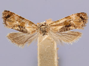 Thyraylia gunniana