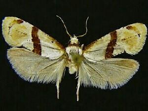 Nycthia pimana