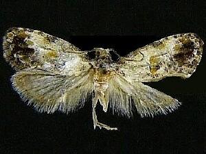 Cochylini n. sp.