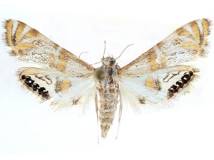 Petrophila cappsi