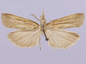 Thaumatopsis pexellus