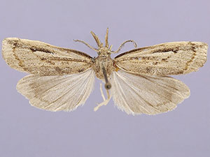 Thaumatopsis fieldella