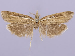 Thaumatopsis solutellus