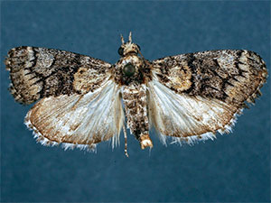 Cacozelia interruptella